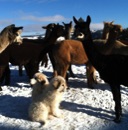 Alpacas Meet Guard Dogs
